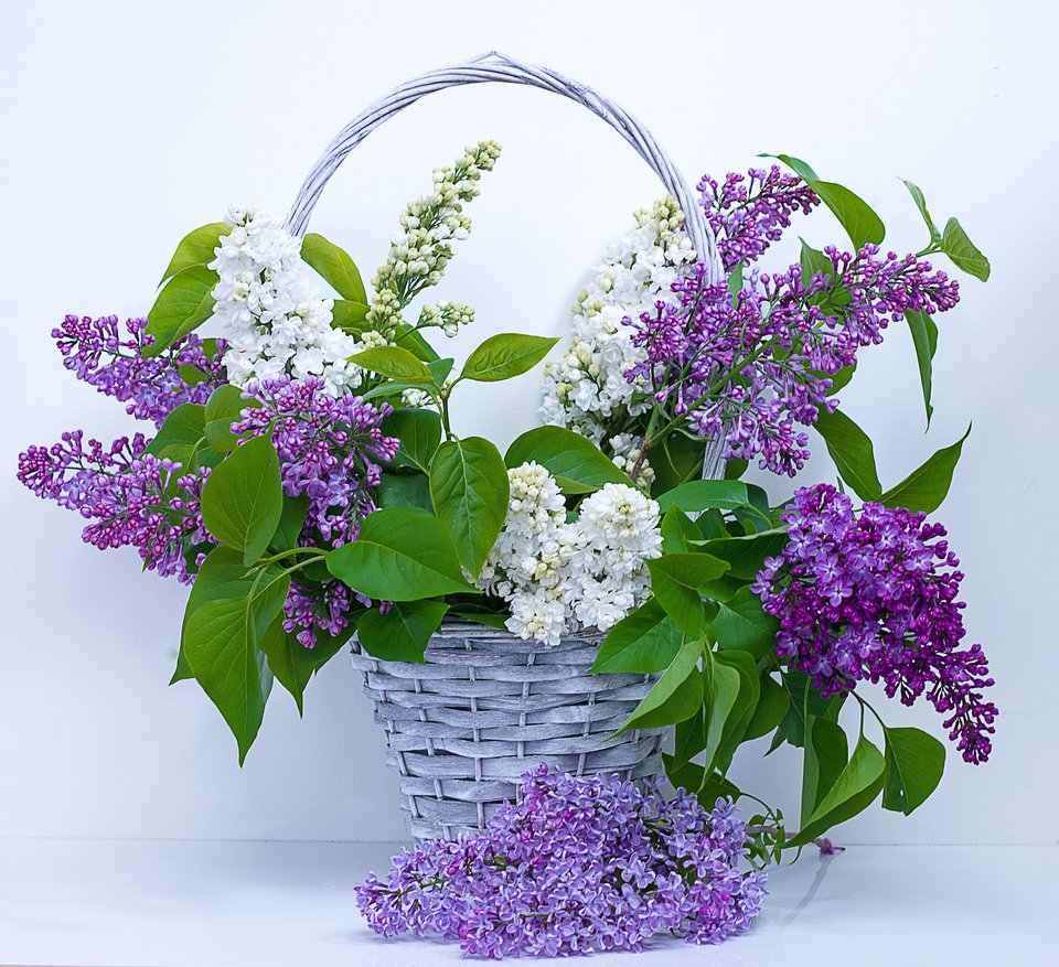 Flower Arrangements - Art or Design by Zayah World